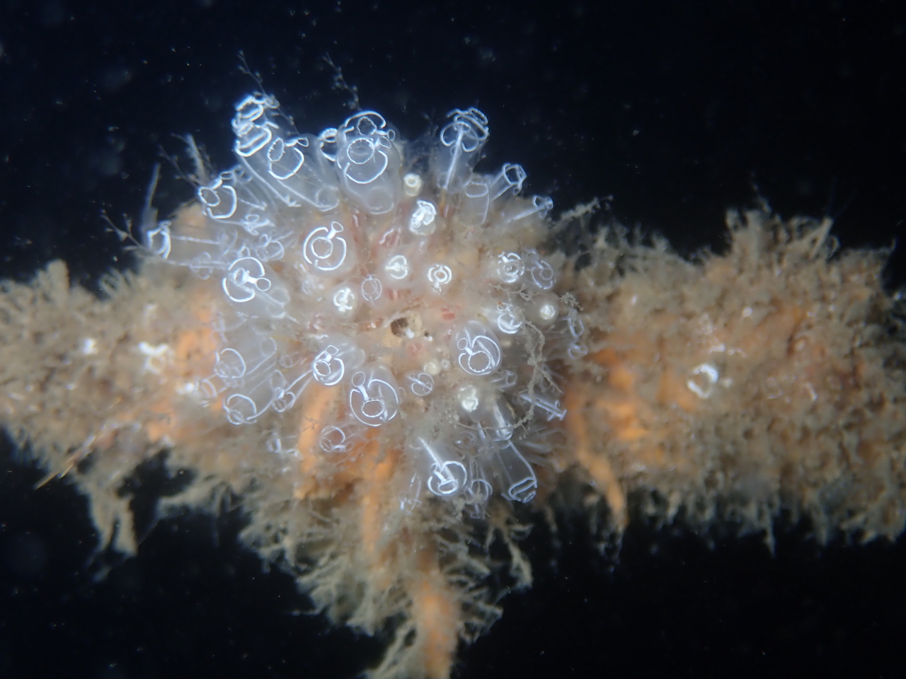 Clavelina lepadiformis